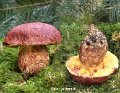 Baorangia emileorum-amf305